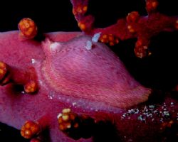 Pink cowry on a red soft coral at Bob's Rock dive site ab... by Nick Hobgood 